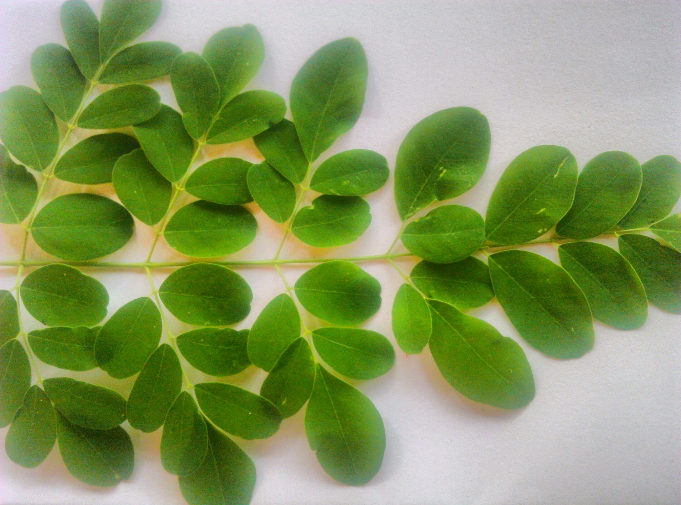 Foto asli daun kelor Moringa oleifera dengan anak daun oval