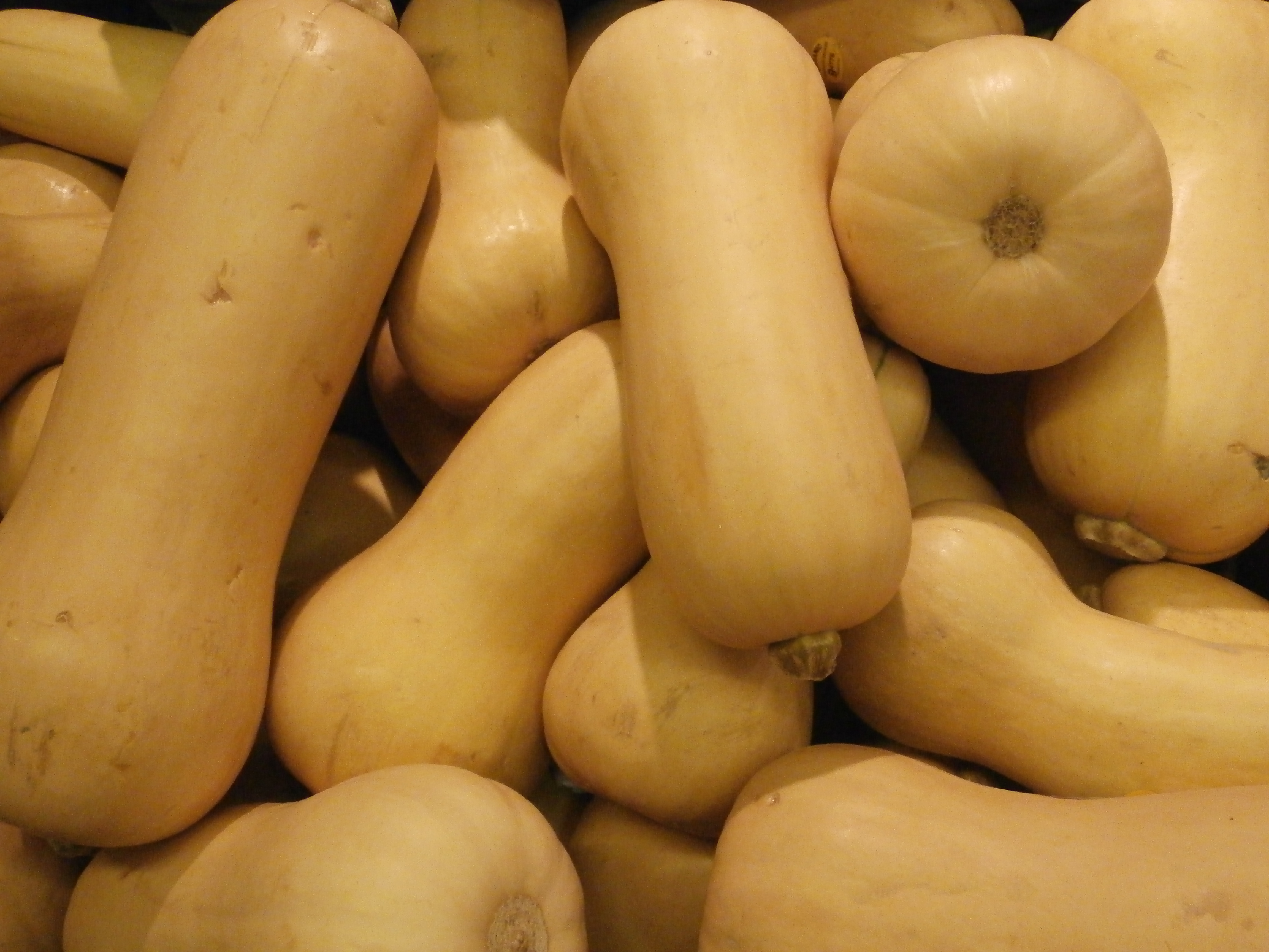 Foto asli labu madu butternut
